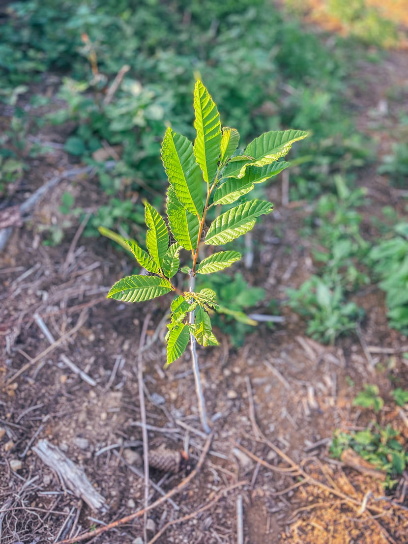 Junger Baum – Eiche