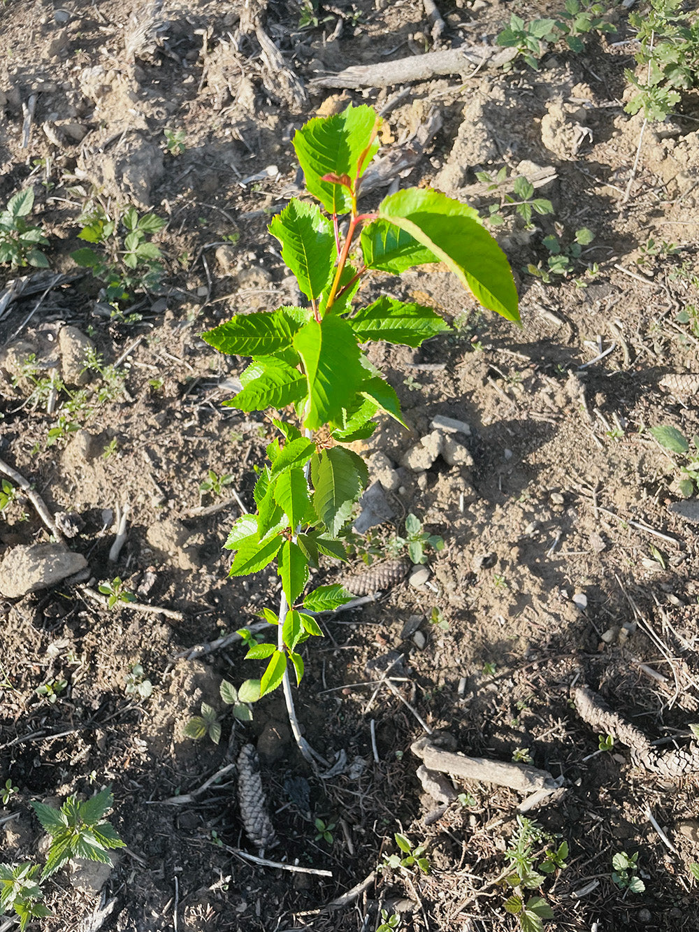 Junger Baum – Eiche
