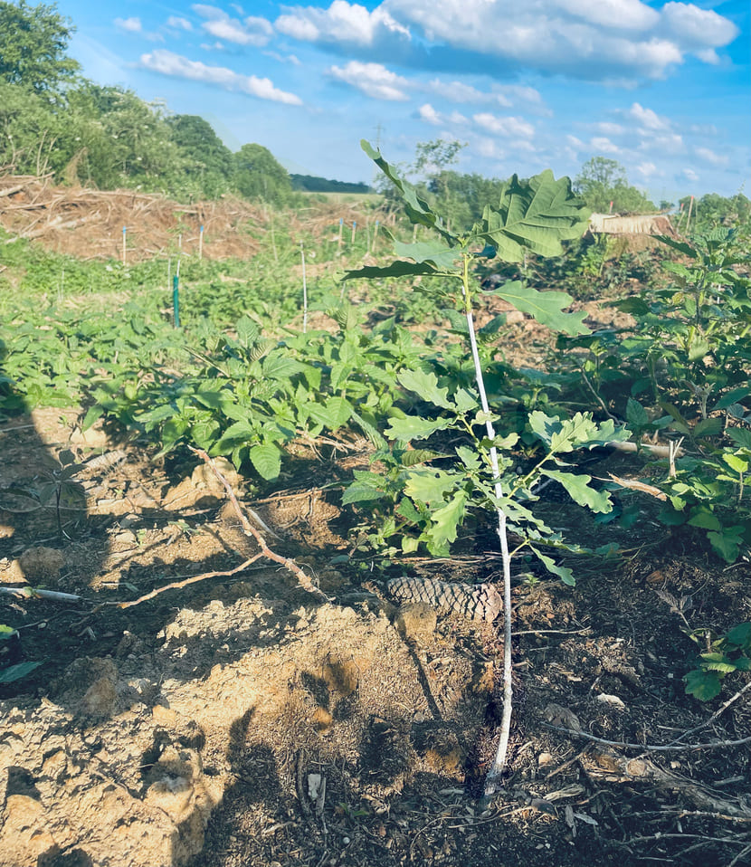 gepflanzter Baum – Kastanie