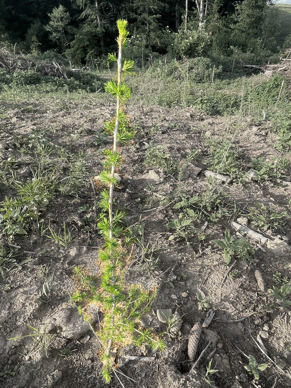 Junger Baum – Lärche