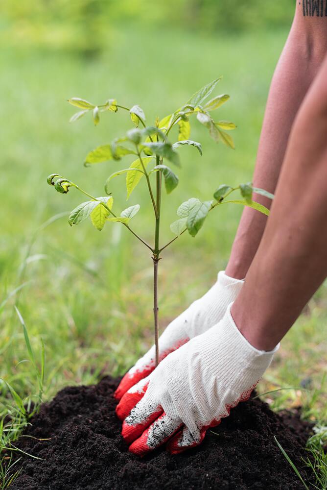 Baum wird gepflanzt